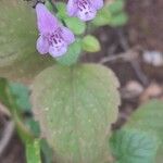 Clinopodium grandiflorumFlower