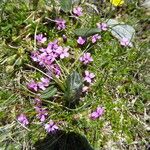 Silene acaulis Habit