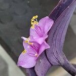 Tradescantia pallida Květ