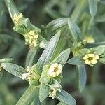 Salsola oppositifolia Flower