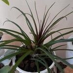 Tillandsia cyanea Linden ex K.KochFoglia