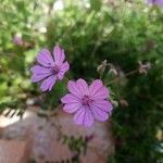 Geranium pyrenaicumപുഷ്പം