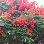 Delonix regia Kvet