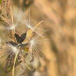 Lactuca inermis Fruit