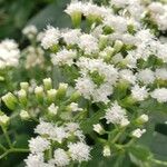 Ageratina jucunda Квітка