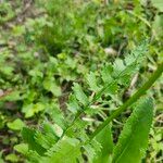 Senecio ampullaceus Leaf