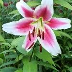 Lilium candidumBloem