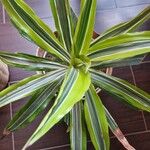 Dracaena fragrans Leaf