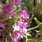 Dendrobium moniliforme Lorea
