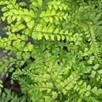 Adiantum formosum 葉