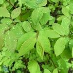 Vaccinium ovalifolium Leaf