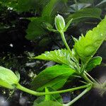 Hibiscus rosa-sinensis ফুল