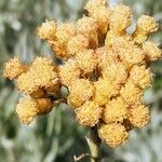Helichrysum italicum Fruto
