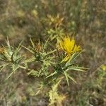 Carthamus lanatusFlower