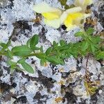 Antirrhinum latifolium Frunză