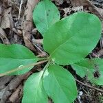 Pyrola elliptica Лист