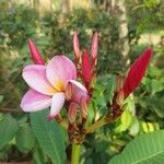 Plumeria rubra Blüte