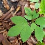 Corydalis intermedia Leaf