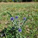 Echinops ritro অভ্যাস