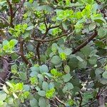 Arctostaphylos patula Bark