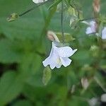 Nemesia floribunda Lorea