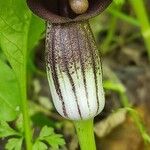 Arisarum simorrhinum Bloem