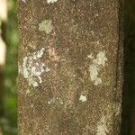 Licania parvifructa Cortiza