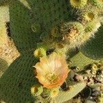 Opuntia leucotricha Bloem