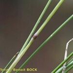 Festuca laevigata Leaf