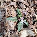 Erythronium dens-canis Flors