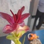 Tradescantia spp. Flower