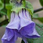 Nicandra physalodes Blüte