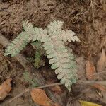 Adiantum vogelii Hábitos