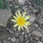 Scorzonera aristata Flower