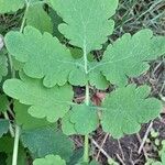 Chelidonium majus Feuille