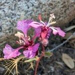 Clarkia unguiculata Flors