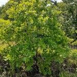 Quercus marilandica Hábito