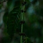 Coffea canephora 果實