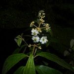 Miconia xalapensis Kvet