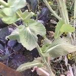 Brassica rapa List