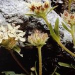 Saponaria lutea Flor