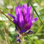 Astragalus onobrychisBlomst