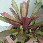 Neoregelia farinosa Fuelha