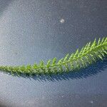 Achillea setacea Leaf