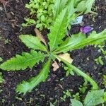 Papaver orientaleLeaf