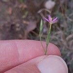 Centaurium tenuiflorum Цветок