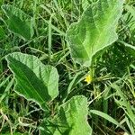 Cucumis engleri Leaf