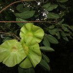 Pterocarpus rohrii Frutto