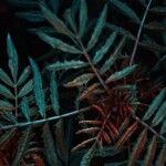 Blechnum chauliodontum Foglia