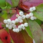 Cornus racemosa Hedelmä